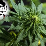 Only real value comes with legalization