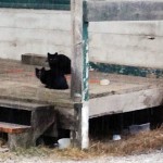 More than 250 cats spayed, neutered at SPCA