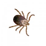 Time to talk ticks