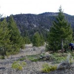 Slashing and pruning for conservation