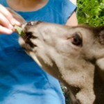 Public must help with Deer Feeding Bylaw: City