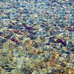 Kokanee restocking efforts show promise: province