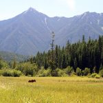 Moose tick infestation widespread: report