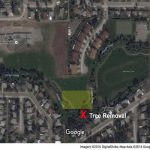 Trees being removed for public safety