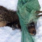 Tarp elk freed on Christmas Day