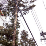 Stay safe around trees and power lines