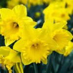 $10,324.50 raised during Daffodil Month