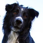 Dog license renewal notices arriving soon