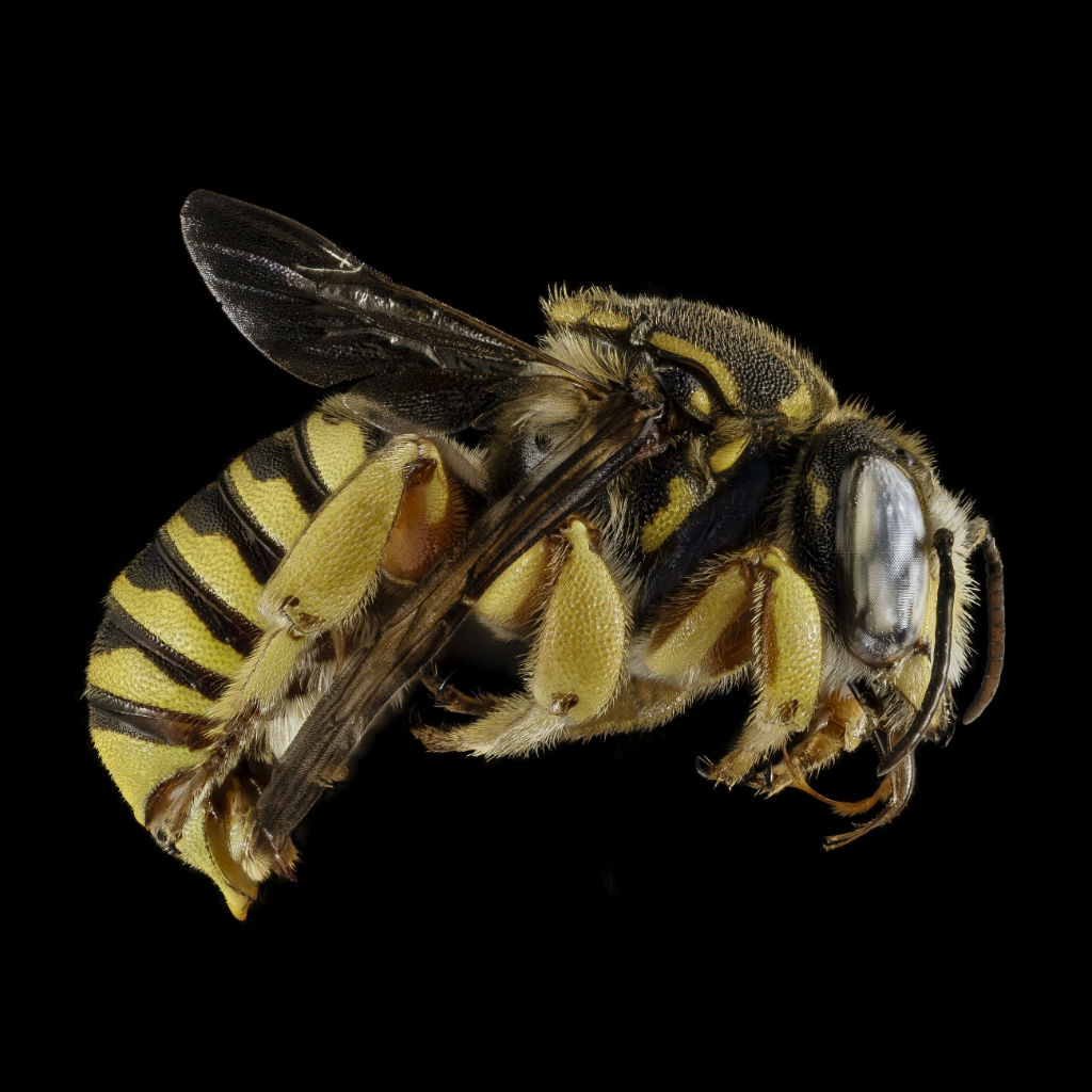 A bee, airborne, against a black background.