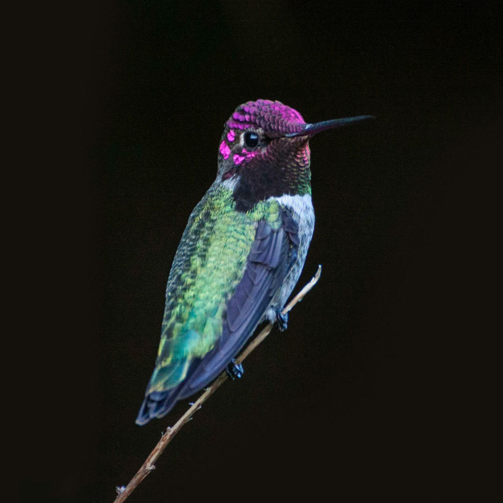 A hummingbird perched on a branch.