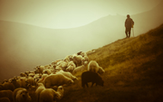 Shepherd-sheep-12-medium