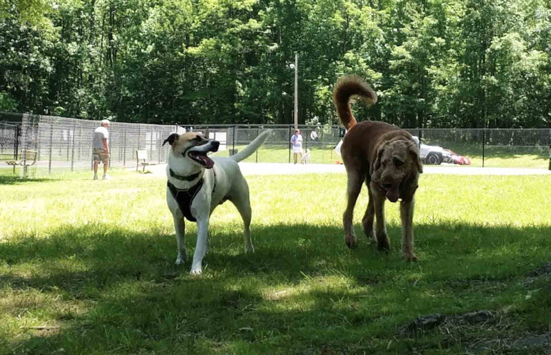 5 Best Dog parks in Annapolis, Maryland