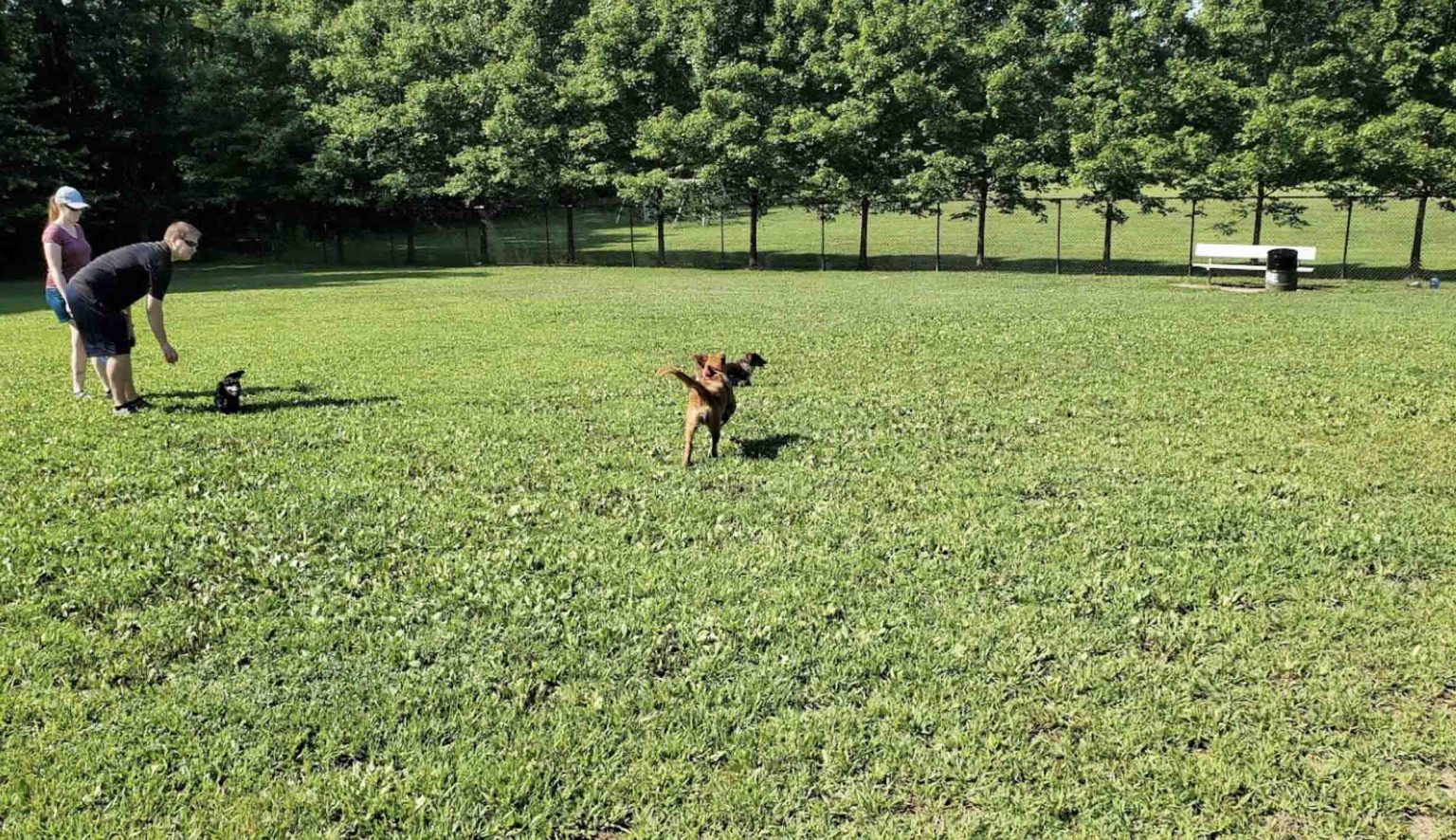5 Best Dog parks in Annapolis, Maryland