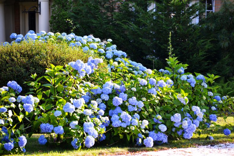 Best Blooming Shrubs for Gardens