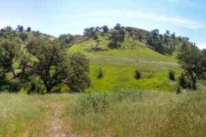 Wide open hill with scattered trees