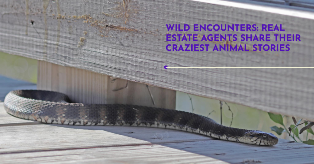 Snake by the gutter outside a home. Real estate agents share their craziest animal encounter
