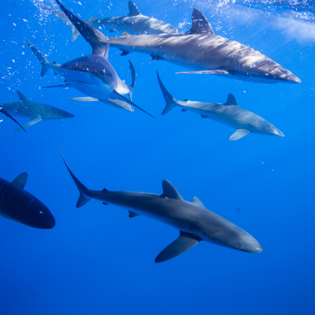 Reef Shark Realty Your Source For Real Estate