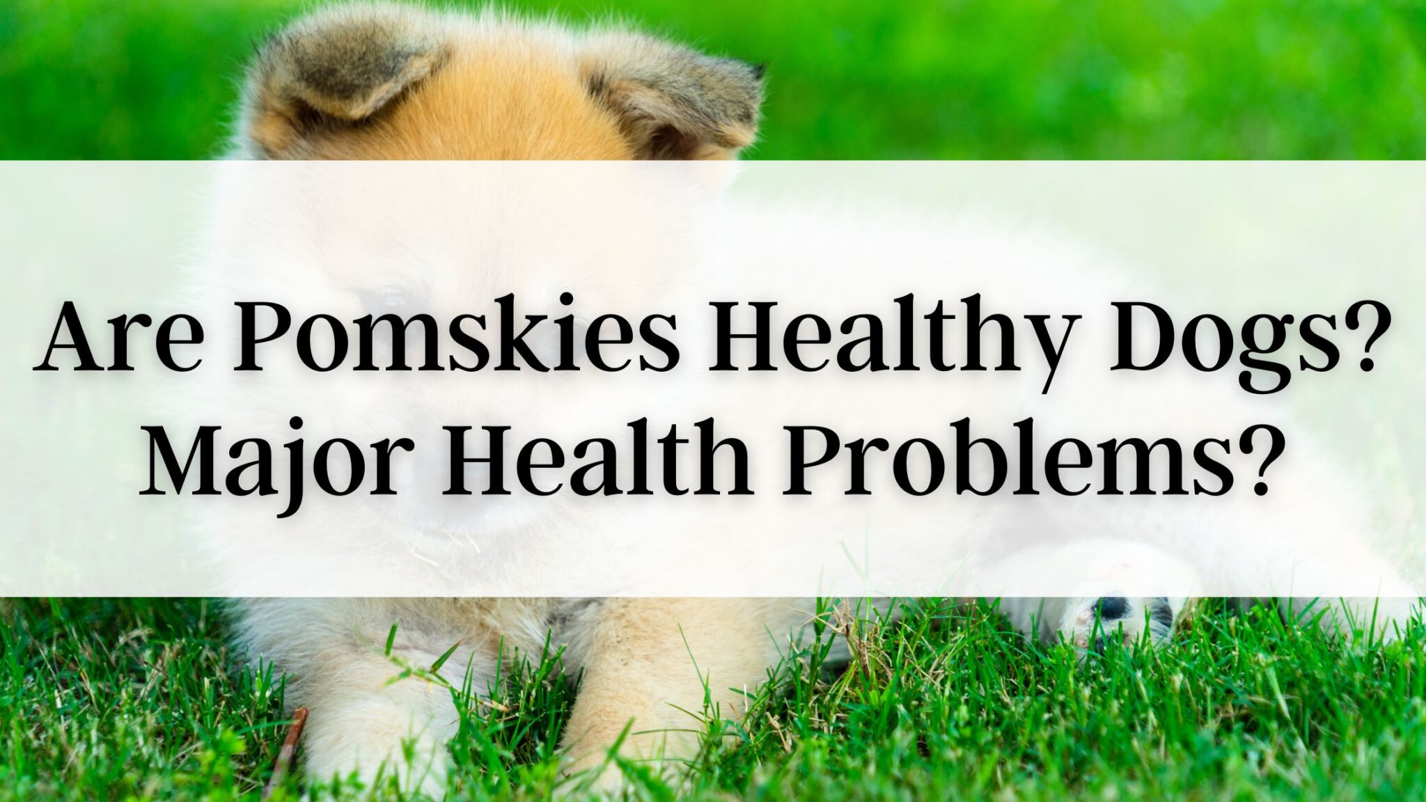 Are Pomskies Healthy Dogs? Major Health Problems?