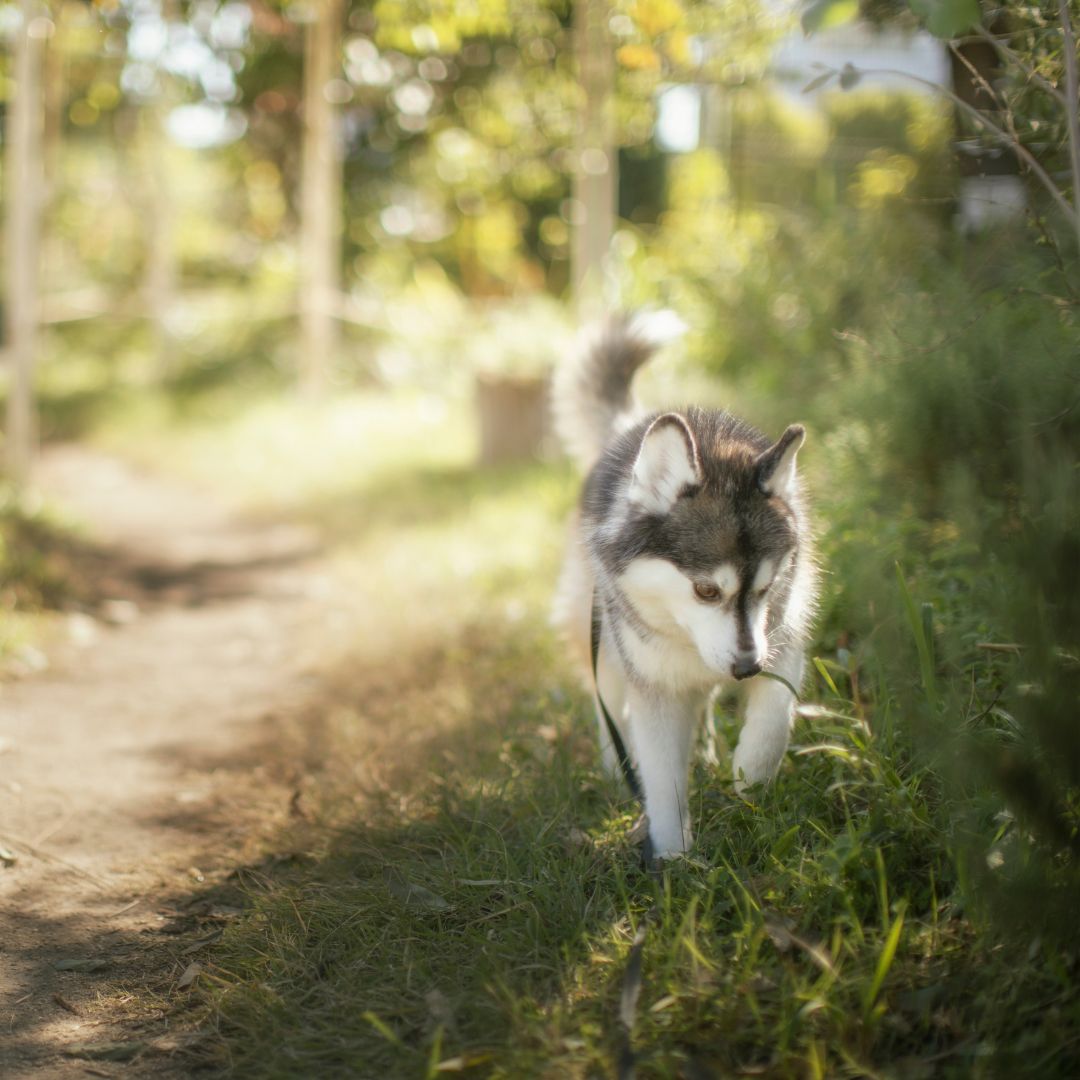 Are Pomskies Healthy Dogs? Major Health Problems?