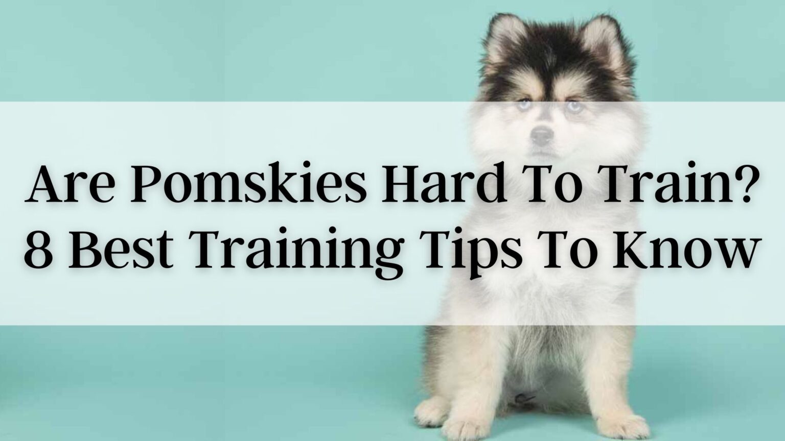Are Pomskies Hard To Train? 8 Best Training Tips to Know About