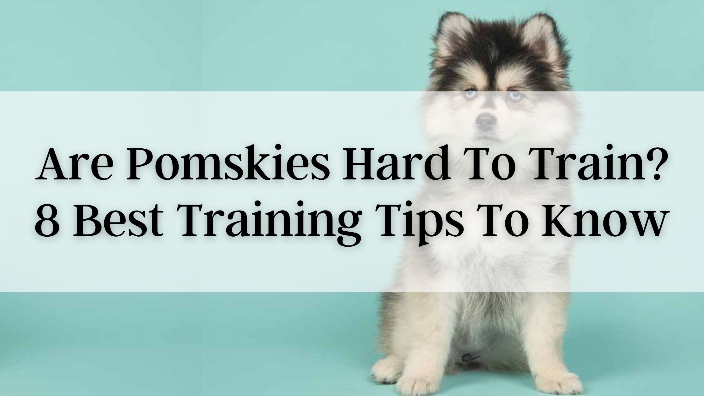 Are Pomskies Hard To Train? 8 Best Training Tips to Know About