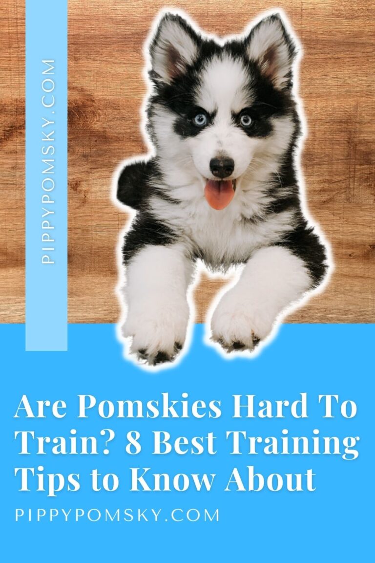 Are Pomskies Hard To Train? 8 Best Training Tips to Know About