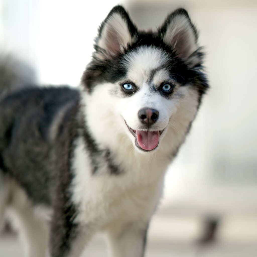 Are Pomskies Friendly Dogs? Everything You Need to Know