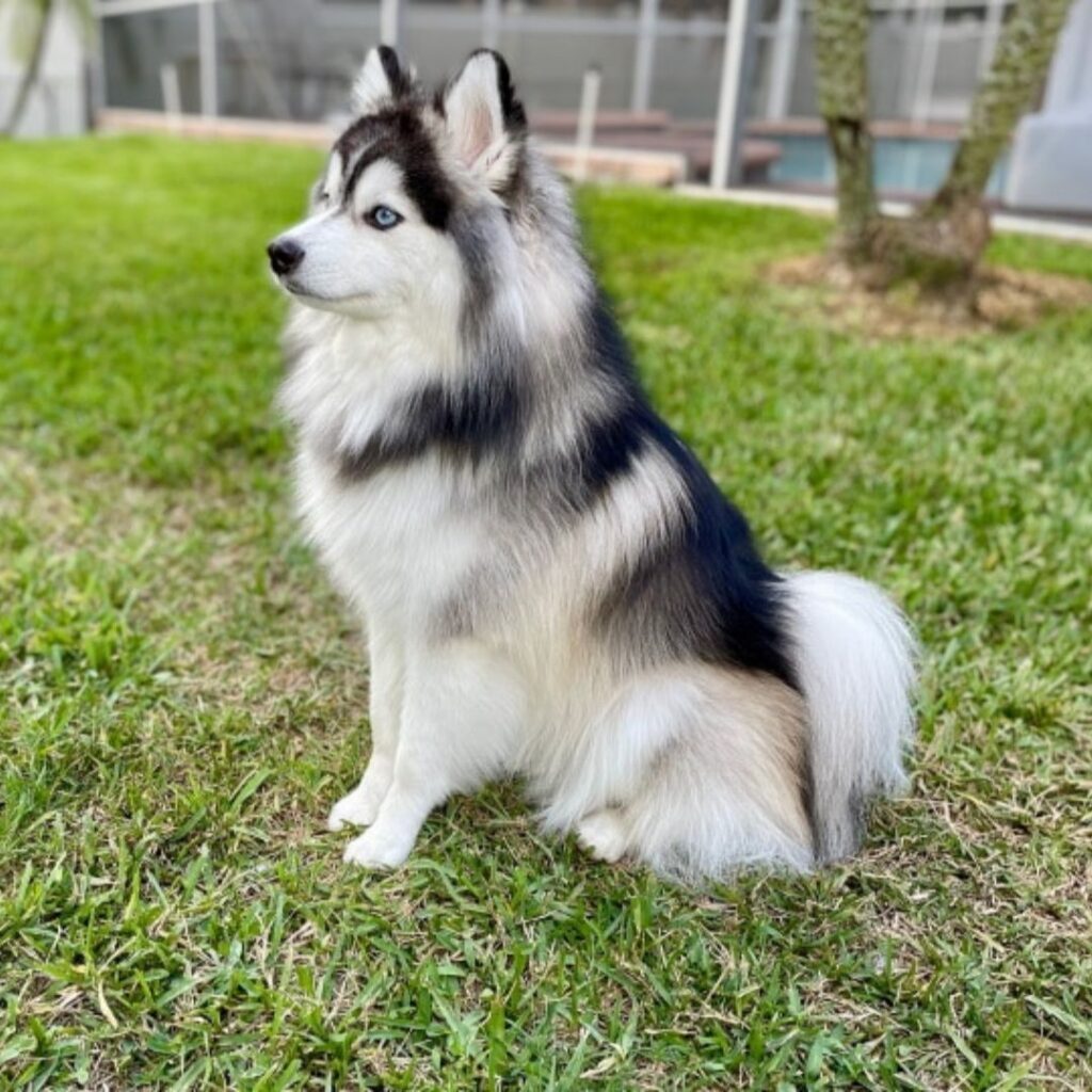 Are Pomskies Friendly Dogs? Everything You Need to Know