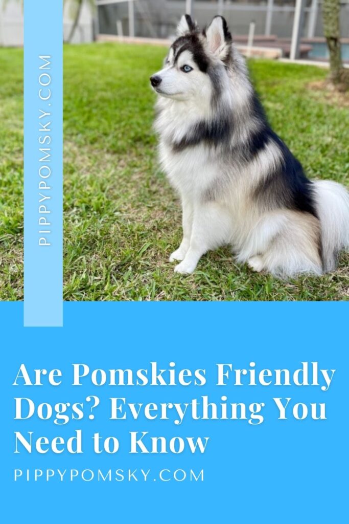 Are Pomskies Friendly Dogs? Everything You Need to Know