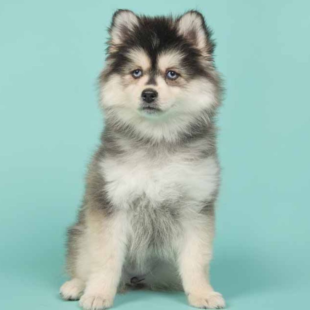 What Is A Pomsky's Life Expectancy? How to Ensure They Live a Happy, Healthy Life