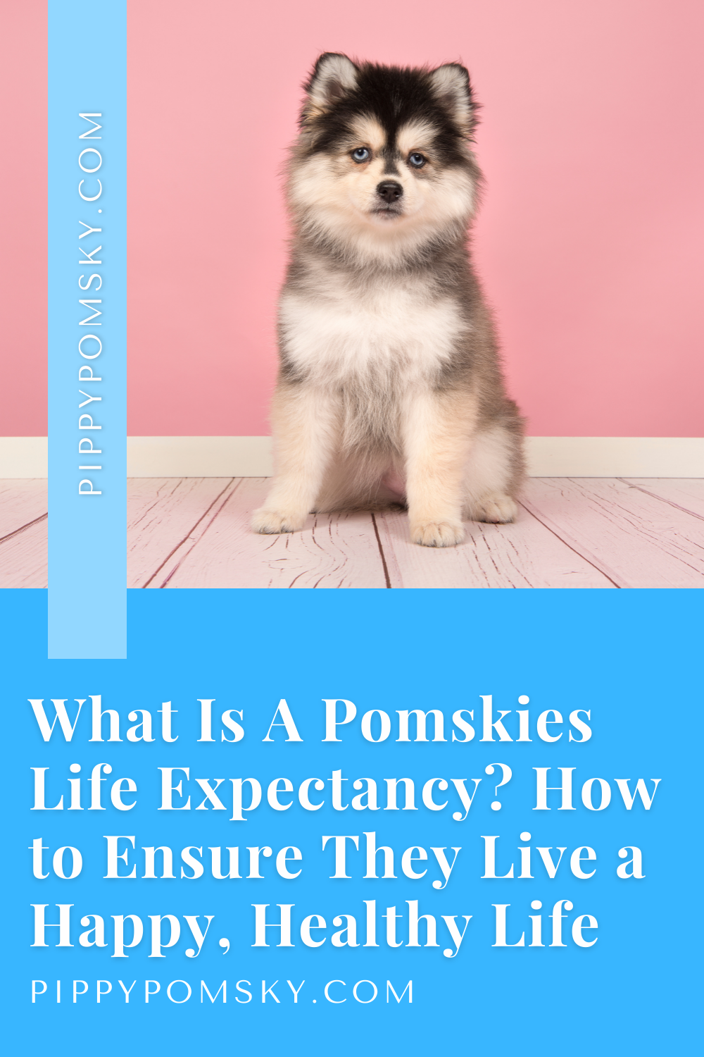 What Is A Pomsky's Life Expectancy? How to Ensure They Live a Happy
