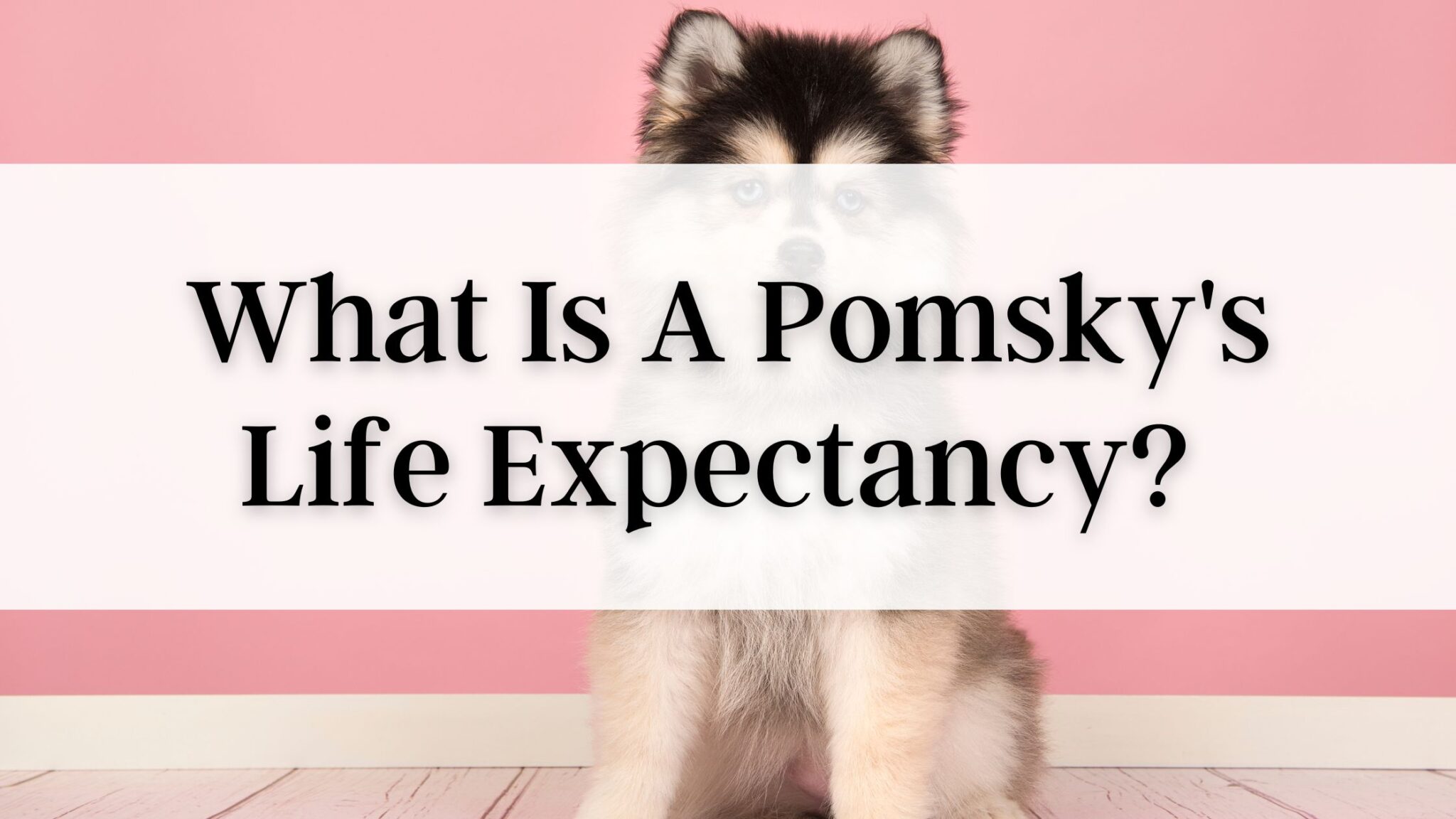 What Is A Pomsky's Life Expectancy? How to Ensure They Live a Happy, Healthy Life