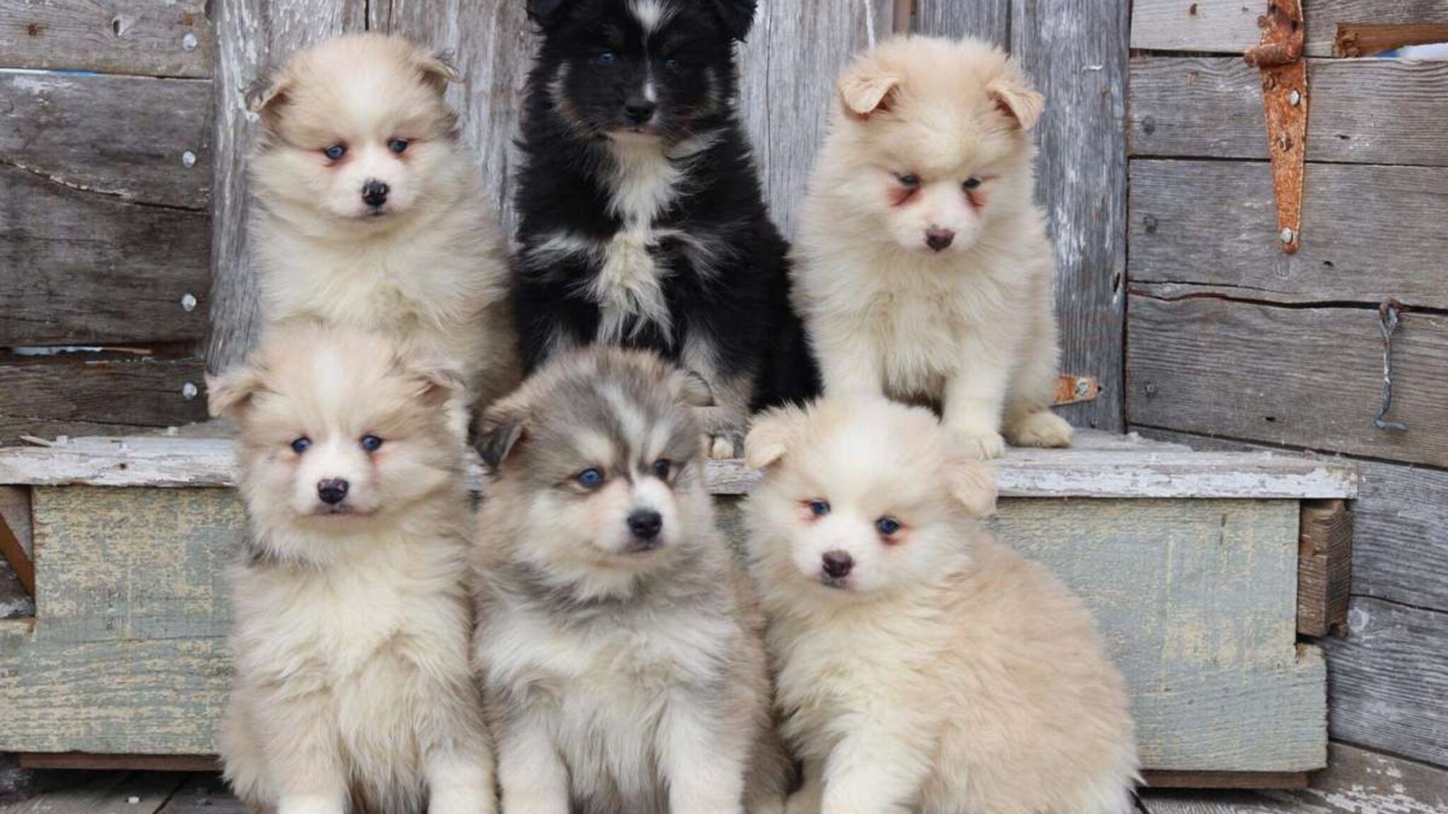 Are Pomskies Loud Dogs? Everything You Need to Know About This Loving