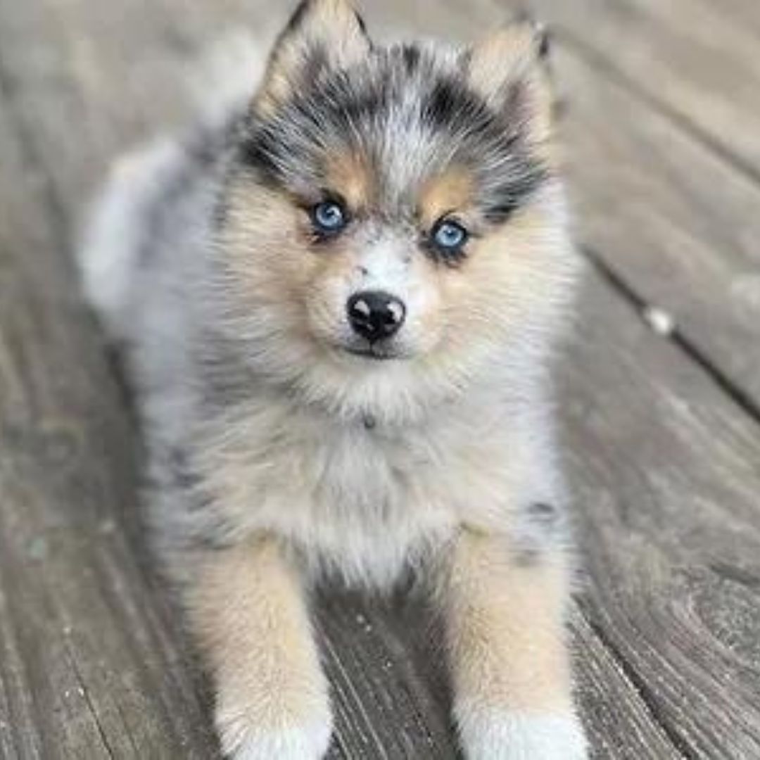 Thinking About Getting A Pomsky? 5 Reasons Why You Should