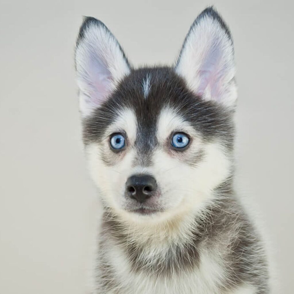 Thinking About Getting A Pomsky? 5 Reasons Why You Should