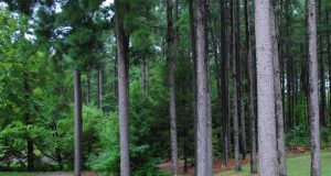 Conroe Texas Piney Woods