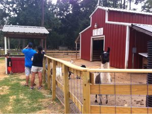 Conroe Texas 7 Acre Wood