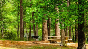 Park Picnic Area at Wood Leaf Reserve