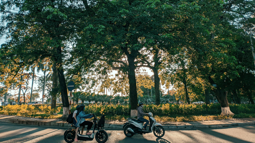 Scooters passing under sunlit trees