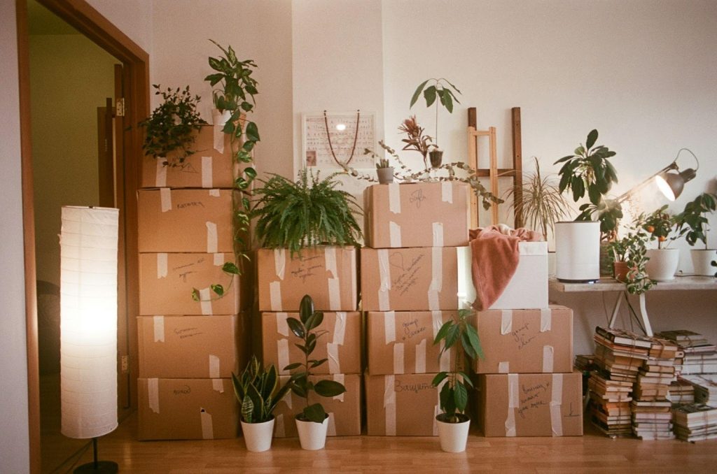 A room filled with stacked moving boxes and several houseplants.