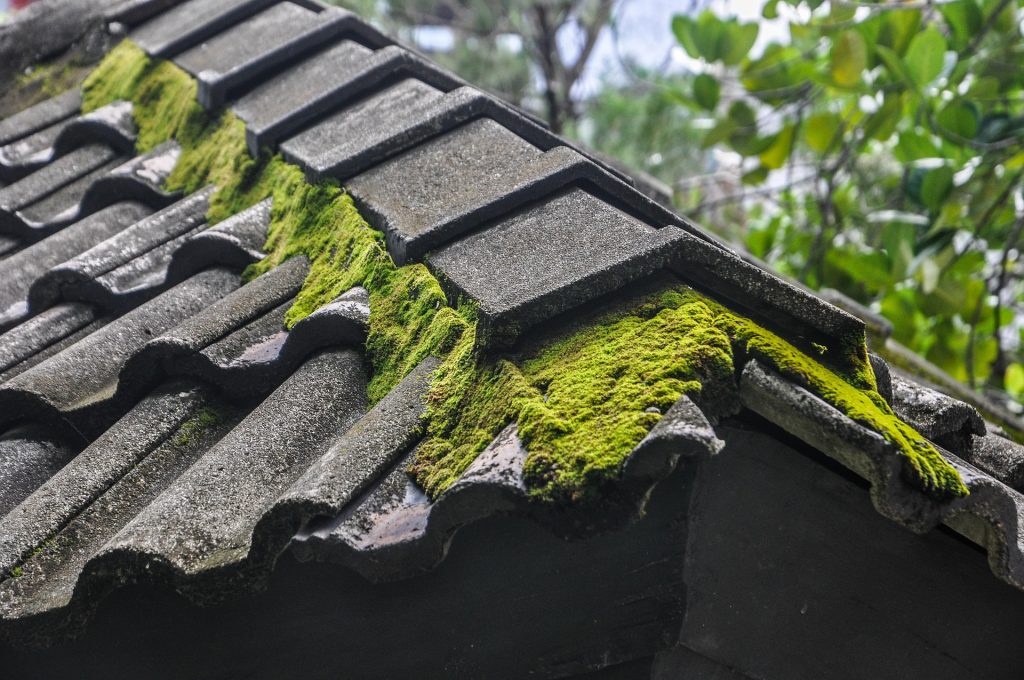 Moss on the Roof