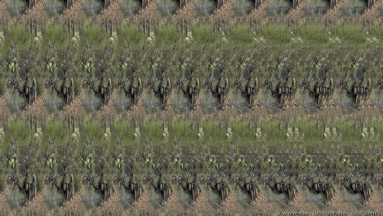 Easy Stereogram Builder