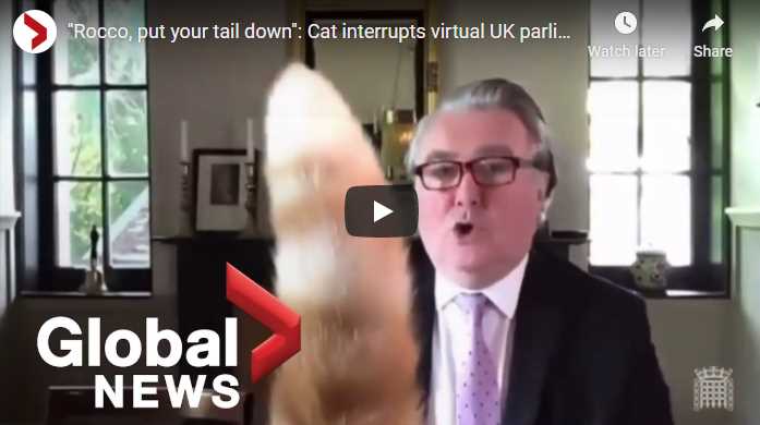 Even a Scottish MP was photobombed by his cat during a virtual meeting (source