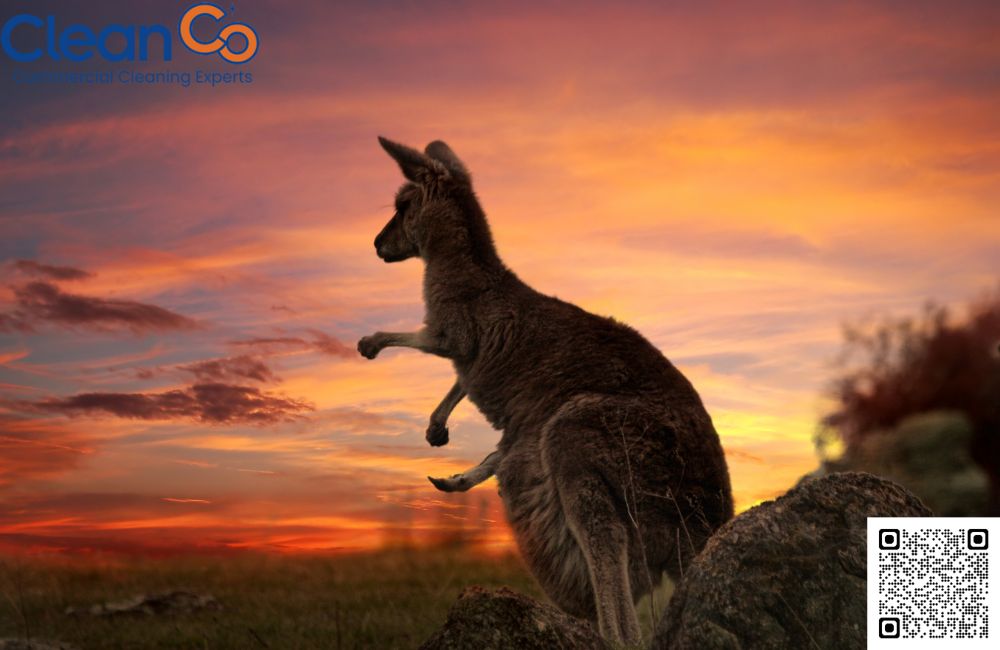 The Origins of Australia's Name: From Terra Australis to the Land Down Under