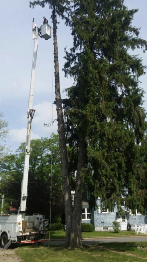 Crouse's Cutting Tree & Landscape