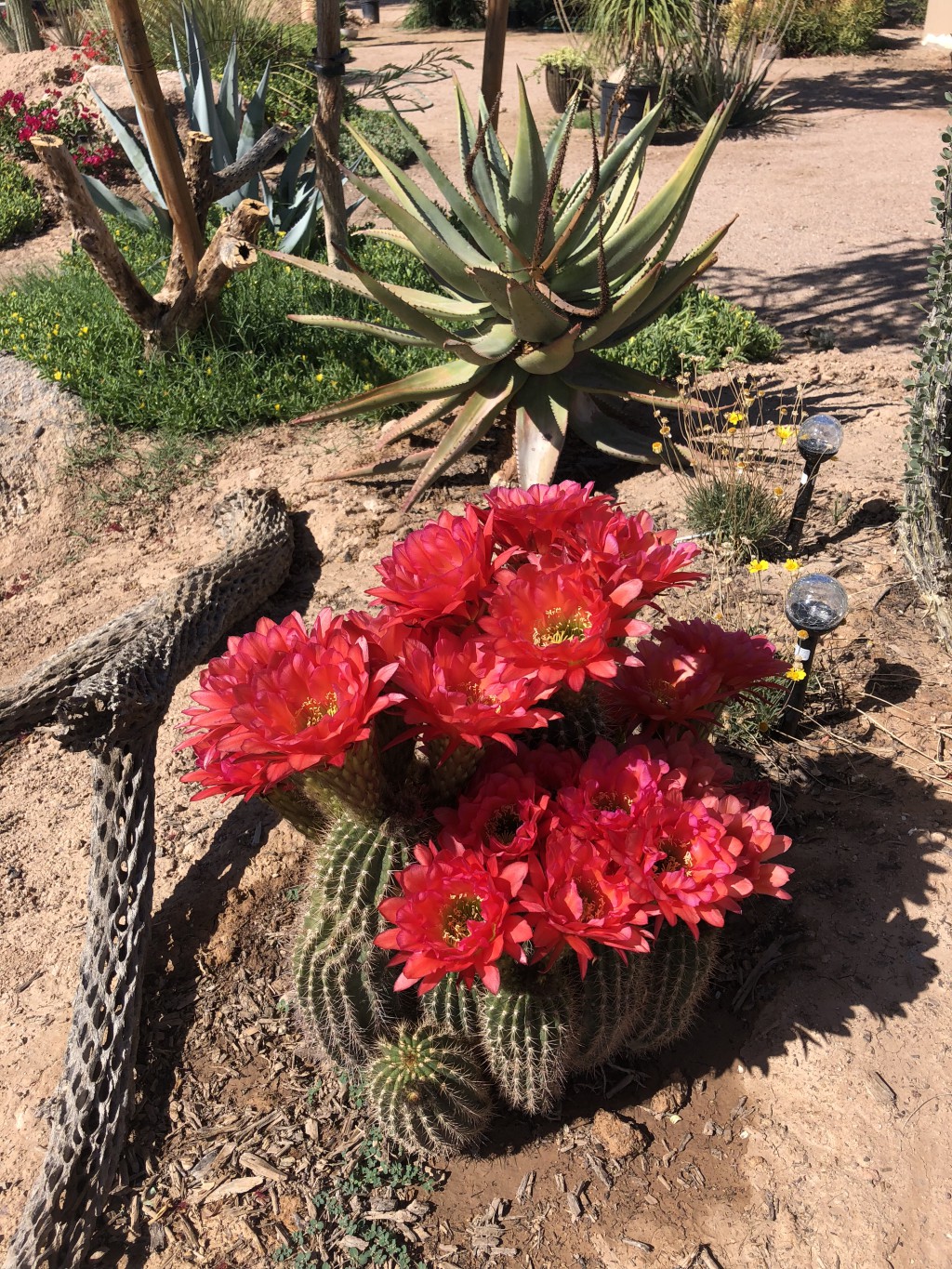 Desert Plant Collection, Nursery