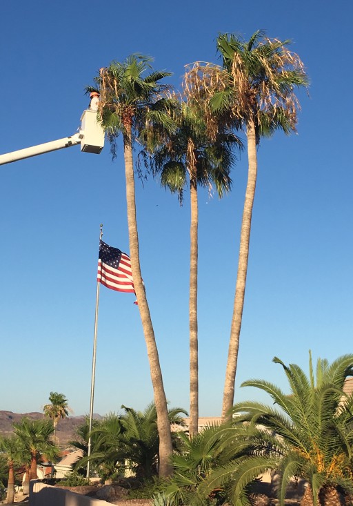 Affordable Landscaping Maintenance