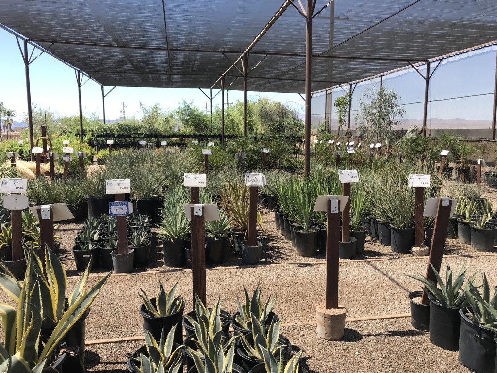 Star Nursery Garden And Rock Centers