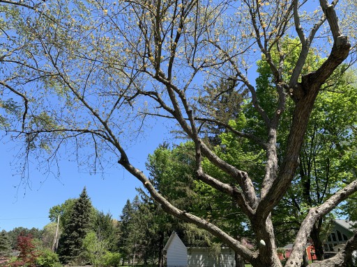Frank Montalbano Tree and Landscaping