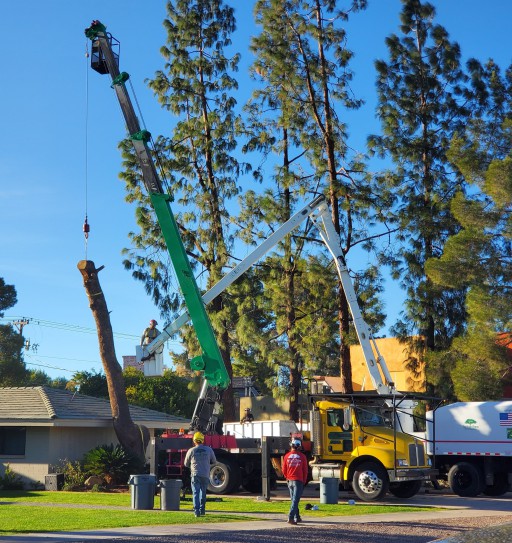 Twilight Tree and Landscapes